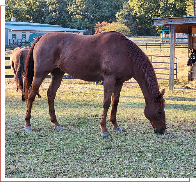 Lonesome Dove Equestrian Center